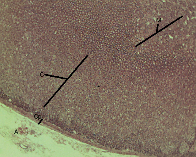 Adrenal Gland, 4X, labeled Histology